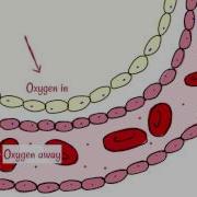 Alveoli Gas Exchange
