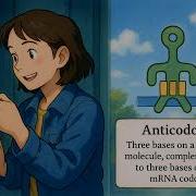 What Is An Anticodon Easy To Understand