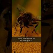 How Do Bees Pollinate