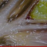 Everyday Objects In Macro 1 Oddly Satisfying Video Macro World 2020