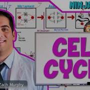 Cell Biology Cell Cycle Interphase Mitosis