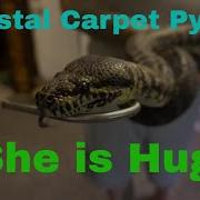 Coastal Carpet Python Care Enclosure This Girl Is Huge