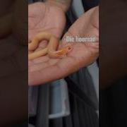 Укус змеи Hognose Westernhognose Hognosesnake укусзмеи змеи