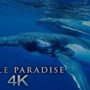 Whale Paradise 4K 1HR Underwater Ambient Nature Relaxation Film Music For Stress Relief Sleep