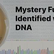 DNA Barcoding Fungi At Home Sequencing Analysis And Identifying Fungi