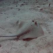 Diving Video W Tinush Struggle Feat Aretha Franklin CLIP