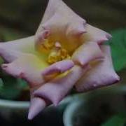 FULL Growing Roses From Seed Timelapse