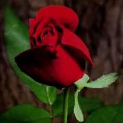 Time Lapse Rose Blooming