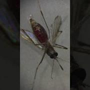 Mosquito Under Microscope Shorts Education
