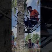 Tree Ascension How A Simple Harness Revolutionizes Vertical Harvesting
