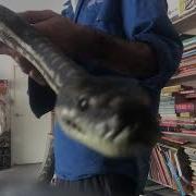 Coastal Carpet Python In Garage
