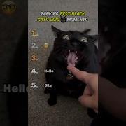 Рейтинг лучших моментов Black Cats Void