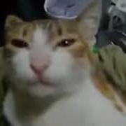 Maw