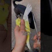 Let Birds Fly