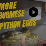 MORE PYTHON EGGS