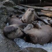 River Otters Go Full Otter Pop Mode In Ice Bucket