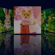 Как создать галерею изображений с помощью CSS Reflection Галерея изображений HTML CSS и JQuery