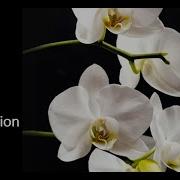 Oxford 102 Flowers Classification Using A Neural Network Classifier