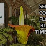 Augie Corpse Flower Bloom Timelapse 2023