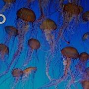 Jellyfish 101 Nat Geo Wild