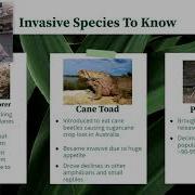 AP Environmental Science Invasive Species Cane Toad And Burmese Python