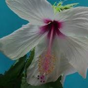 Flower Blooming Time Lapse Royalty Free Video