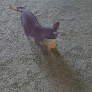 Tracking My Dog With Yolact Real Time Instance Segmentation