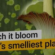 Titan Arum Watch Kew S Smelliest Plant Bloom