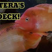 ZAPATERA RED DEVILS FRY AVAILABLE