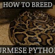 How To Breed Burmese Pythons