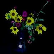 Flowers Withering Time Lapse