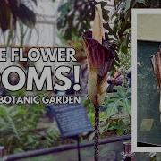 Rare Corpse Flower Blooms In NYC At The Brooklyn Botanic Garden