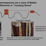 CARTA Comparative Anthropogeny LINE1 Retrotransposons