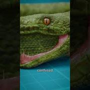 Some Snakes Eat Themselves
