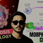 Apoptosis Pathology Case Of Apoptosis General Pathology Morphologic Changes Of Apoptosis