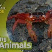 Christmas Crab Amazing Animals