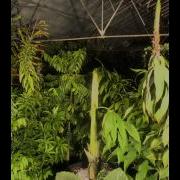 Titan Arum Leaf Time Lapse
