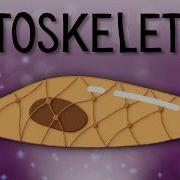 Cytoskeleton Meet The Skeleton Of The Cell