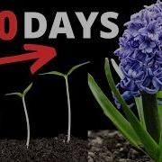 Hyacinth Blooming TIME LAPSE