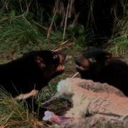 Devilish Encounters Tasmanian Devil Steals Cameraman S Food
