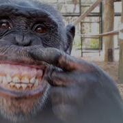 Chimpanzees React To Their Reflections In A Mirror