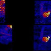 Animal Quiz Infrared Arrays