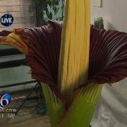 LIVE Corpse Flower At MSU 1