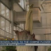 Crowds Flock To The Corpse Flower
