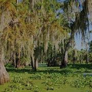 Louisiana Swamp Alligators And Cypress With Spanish Moss At Lake Martin Lafayette LA