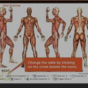 Bodymap