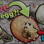 Hognose Snakes Hatching Did Our Patched Egg Hatch