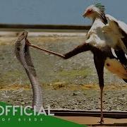 THE SECRETARY BIRD Nature S Most Powerful Hunter In Action Animals Documentary BBTV Official