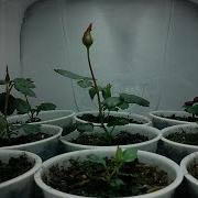 Time Lapse Growing Roses From Seed