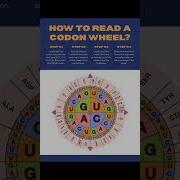 How To Read Codon Wheel